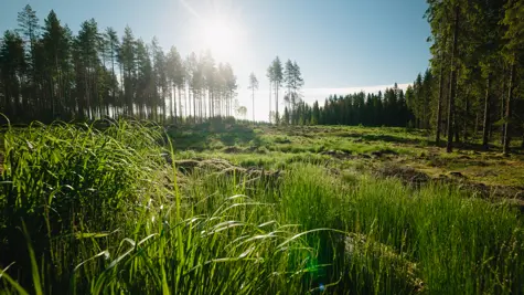UPM White Paper on deforestation