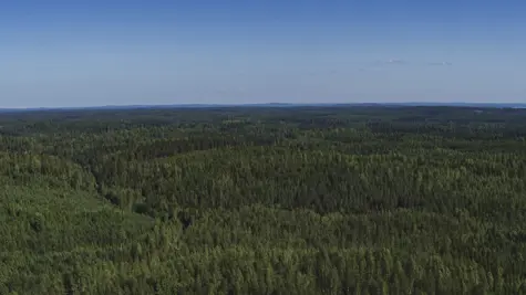 UPM White Paper on Climate Positive Forestry and Green Growth