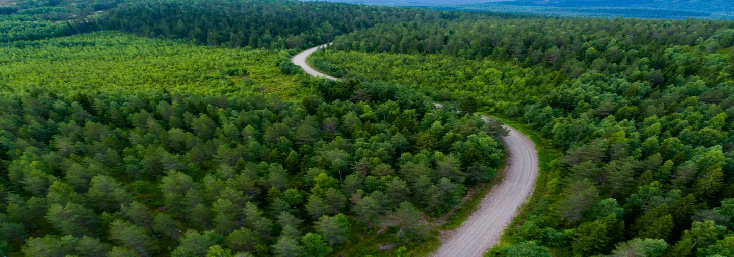 Forests and plantations 